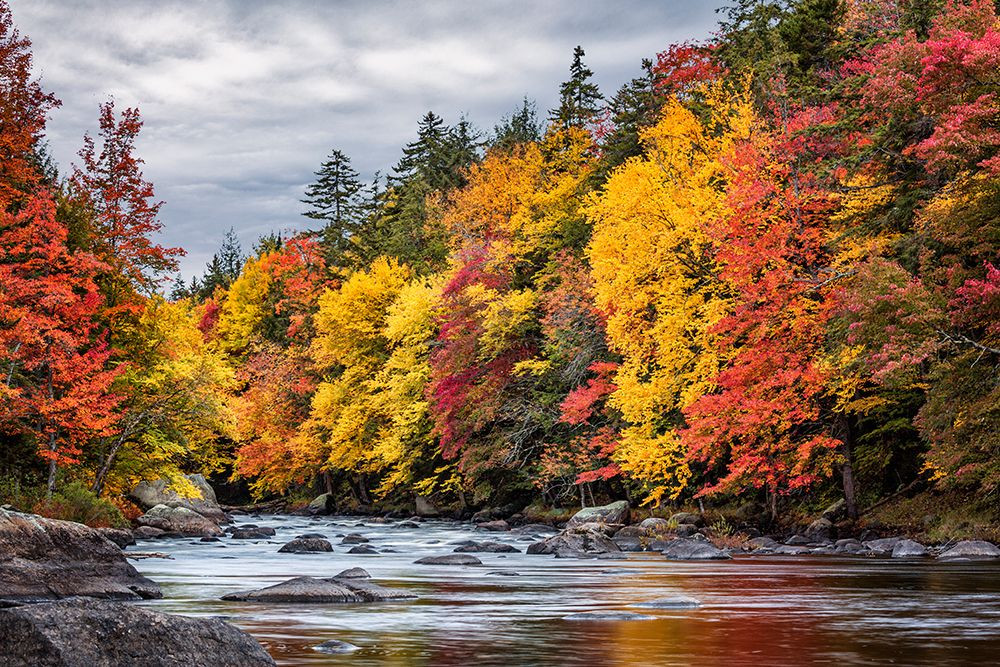 USA-New York-Adirondacks Long Lake-autumn color along the Raquette